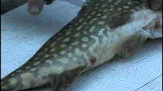 Just Outdoors  How to Debone a Northern Pike [upl. by Ninette]