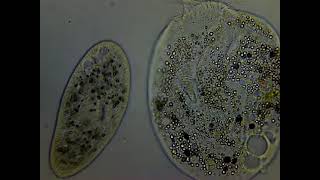 Spirotrich  Paramecium interaction [upl. by Swan]