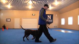 Mac Presa Canario Obedience Training Video [upl. by Rhonda630]