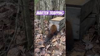 Marten Trapping With 120 Conibear and Fisher Exclusion Box [upl. by Thomasine204]