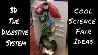 The Basic 3D Digestive System Model  Science Fair Ideas [upl. by Patti]