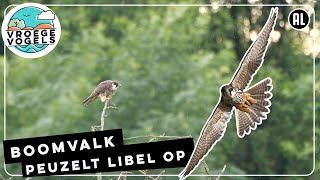 Boomvalk smult van libel  Zelf Geschoten  Vroege Vogels [upl. by Hymen]