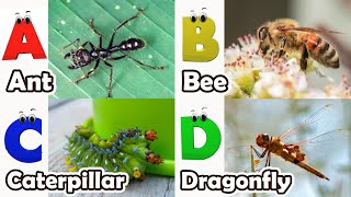 Abc Insect Song  A to Z Insects Song  Insects Alphabet song  Phonics for Kids [upl. by Jowett]