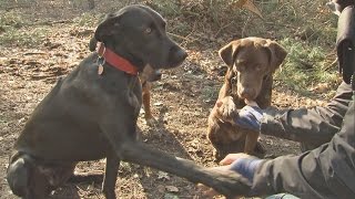 Hundefutter Test  Stiftung Warentest [upl. by Ginzburg]