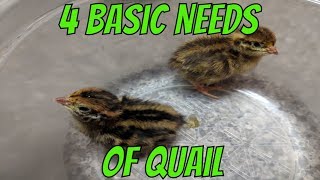 4 Basic Needs of Quail [upl. by Ecertap]