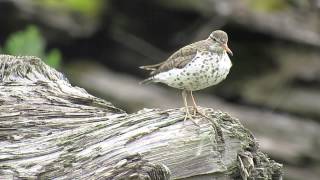 Spotted Sandpiper [upl. by Liscomb]