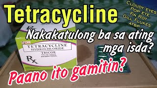 Tetracycline Gamot sa Bacterial Infections ng mga Isda  Flowerhorn Fish [upl. by Etnuaed]