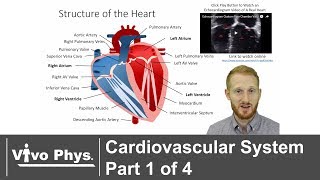 Cardiovascular System Part 1 of 4  Anatomy [upl. by Ynattyrb]