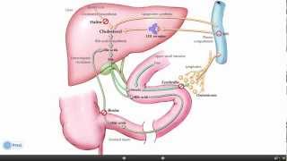 Drug interactions  التفاعلات الدوائية الحلقة 6 [upl. by Weaks]