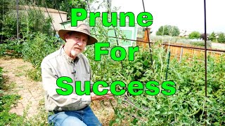 How to Prune Tomatoes for the Best Harvest [upl. by Bohlen]