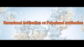 Monoclonal Antibodies Vs Polyclonal Antibodies [upl. by Suilenroc]