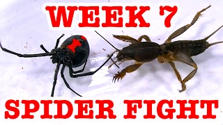 Redback Spider Home Week 7 Devil Bug Educational Spider Video [upl. by Haynor474]