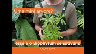 Biophytum sensitivum vem conhecer essa mini árvore [upl. by Yelrahs943]