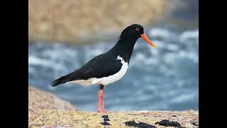 Oystercatcher Bird Call [upl. by Potts839]