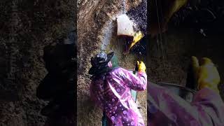 Collecting honey from bees🐝 [upl. by Jerusalem]