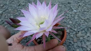 Cactus Echinopsis oxygona  Cactus Jerk S1E505 [upl. by Nyltac918]