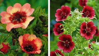 How to Plant Potentilla SummerAutumn Guide [upl. by Tessi]