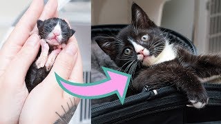 Littlest Preemie Kitten Grows Up [upl. by Sekyere]