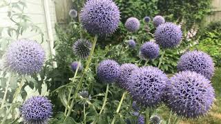 How to Grow Echinops [upl. by Tibbetts]