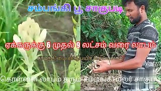 how to farm tuberose Sampanki 6383768439சம்பங்கி பூ வருடத்திற்கு 9 லட்சம்Tuberose flower farming [upl. by Htebarual]