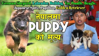 All Kinds Of Puppy Price In Nepal  German Shepard Labrador Bulldog Toy Poodle Beagle  RK DOG [upl. by Erreipnaej]