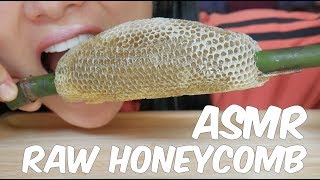 ASMR RAW HONEYCOMB EATING SOUNDS  SASASMR Part 4 [upl. by Ittocs659]