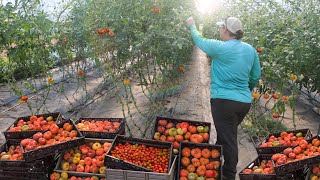 Growing 10000 Pounds of Organic Tomatoes in a High Tunnel Greenhouse [upl. by Htezil263]