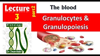 3b Histology of White blood cells part2Granulocytes and granulopoiesisBlood and lymphoid system [upl. by Theran]