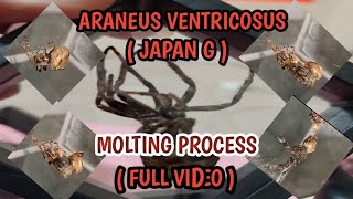 ARANEUS VENTRICOSUS  JAPAN SPIDER MOLTING PROCESS FULL VIDEO [upl. by Matejka]