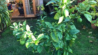 A closer look at my Sanguinelli blood orange before moving it into the Summerhouse for Winter [upl. by Im]