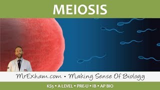 Cell Replication  Meiosis  Post 16 Biology A Level PreU IB AP Bio [upl. by Wemolohtrab]