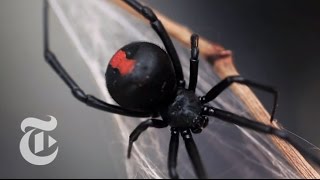 An Encounter With a Black Widow Spider  The New York Times [upl. by Eignav]