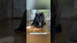 Rescued Bear Struggles with Freedom A Heartbreaking True Story love animals [upl. by Uuge]