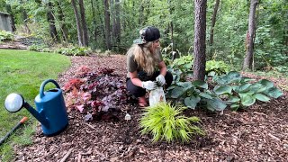 Planting Midnight Reiter Geranium Blood Grass Kent Beauty Oregano amp Hakonechloa All Gold Grass [upl. by Akkina]