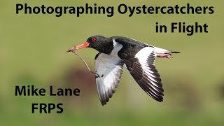 Oystercatcher [upl. by Schuster]