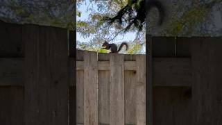 Squirrel 🐿️🥰❤️☀️squirrel nature [upl. by Harad768]