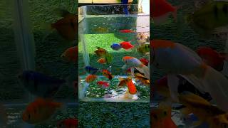 Ornamentalfish amp Cutefish aquariumfish fishvideo fishcolorful [upl. by Yhtak]