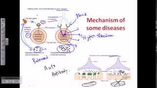 Autoimmunity self immunity [upl. by Ylatan229]