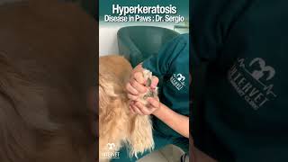 Hows your dogs paws  Hyperkeratosis Disease in Paws  Dr Sergio dog pets doglover petcare [upl. by Seabrooke235]