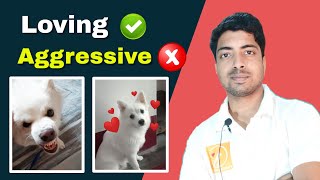 My research  How to fully control aggressive dog [upl. by Candy112]