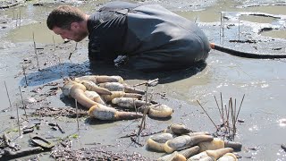 Amazing Giant Geoduck Clams Catching and Processing Skills  Fastest Monster Clams Digging Skill [upl. by Kelleher]