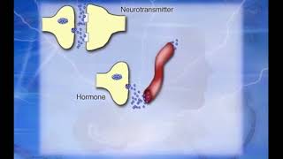 Neurotransmetteurs et Hormones [upl. by Bettine]