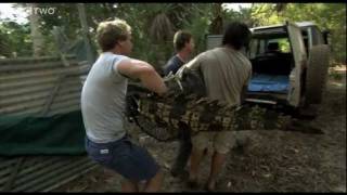 Saltwater Crocodile Does Death Roll  Swimming with Crocodiles  Episode 2  BBC Two [upl. by Nilhsa]