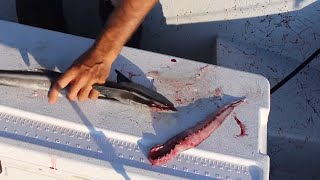 Catch and Cook Remora Trash Fish Taste Test [upl. by Ecnesse808]