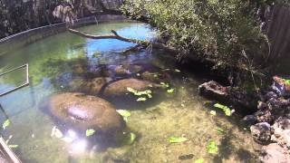 Manatees Feeding [upl. by Aneladgam523]