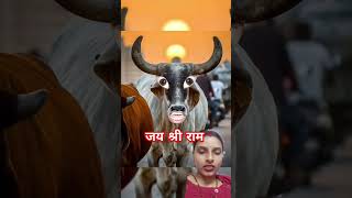 Machhar Kat rahi hai re cow videoscowvideos cowcows funny catvideos comedy [upl. by Dunaville]