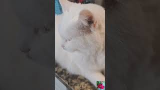 WILL OUR CAT PENELOPE DO THE DISHES cat felinefascination shortsyoutube [upl. by Leland]