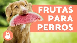 Las MEJORES FRUTAS para PERROS  Beneficios y dosis [upl. by Hajidahk]