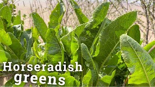 Horseradish greens [upl. by Nylasor]