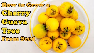 How to Grow a Cherry Guava Tree from Seed  THE SIMPLE AND EASY WAY [upl. by Nbi813]